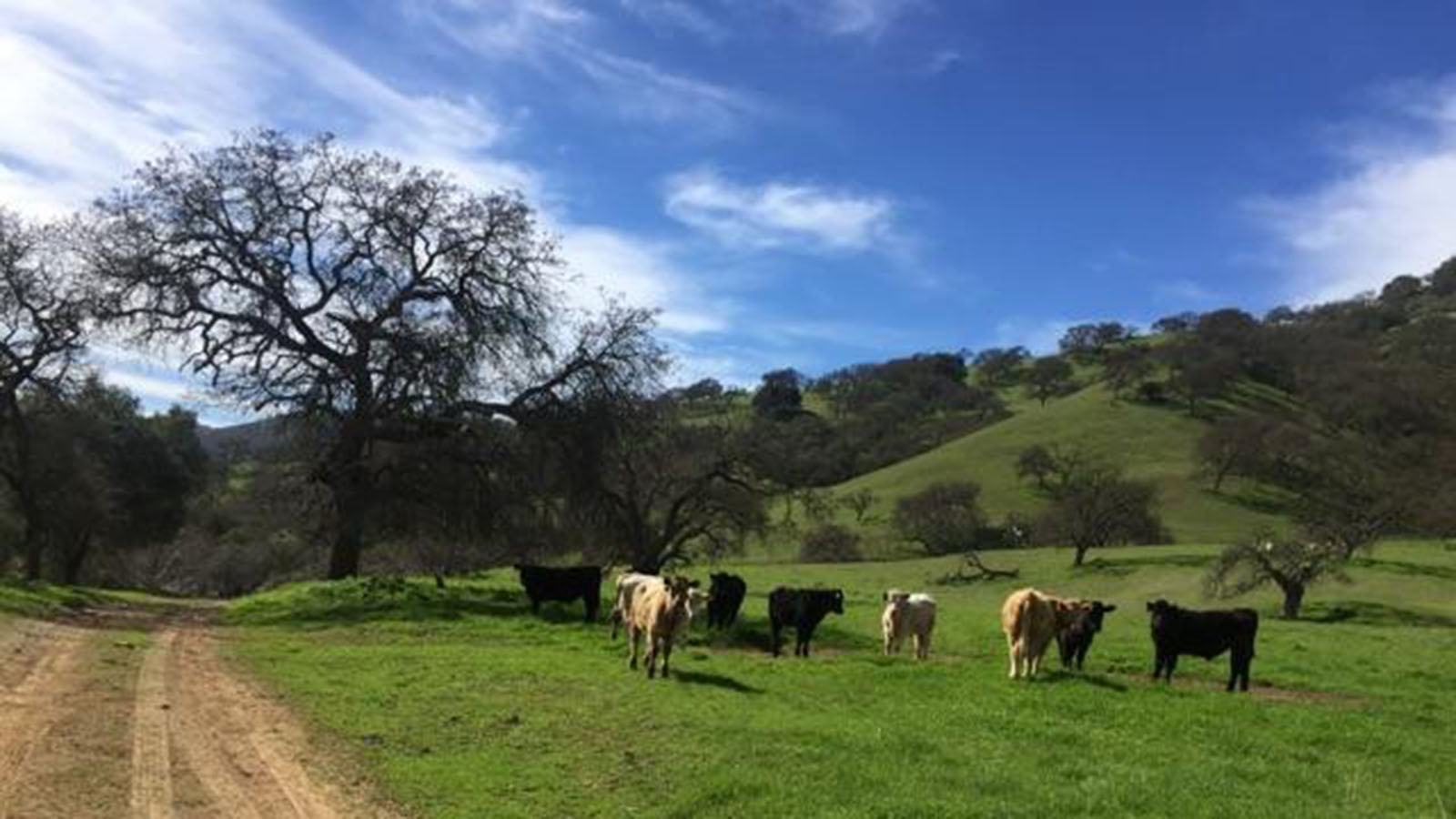 Clark Company Rancho El Toro